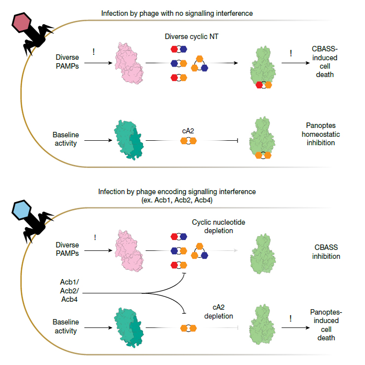 破解病毒“静默”战术：细菌用分子陷阱反制抗免疫攻击