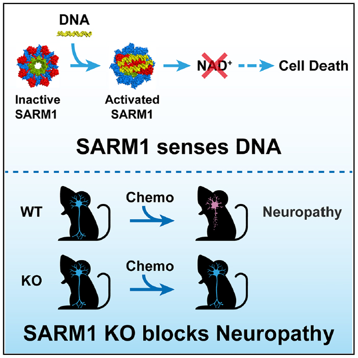 《细胞》重磅：轴突“刽子手”SARM1竟是DNA传感器，触发细胞死亡新机制
