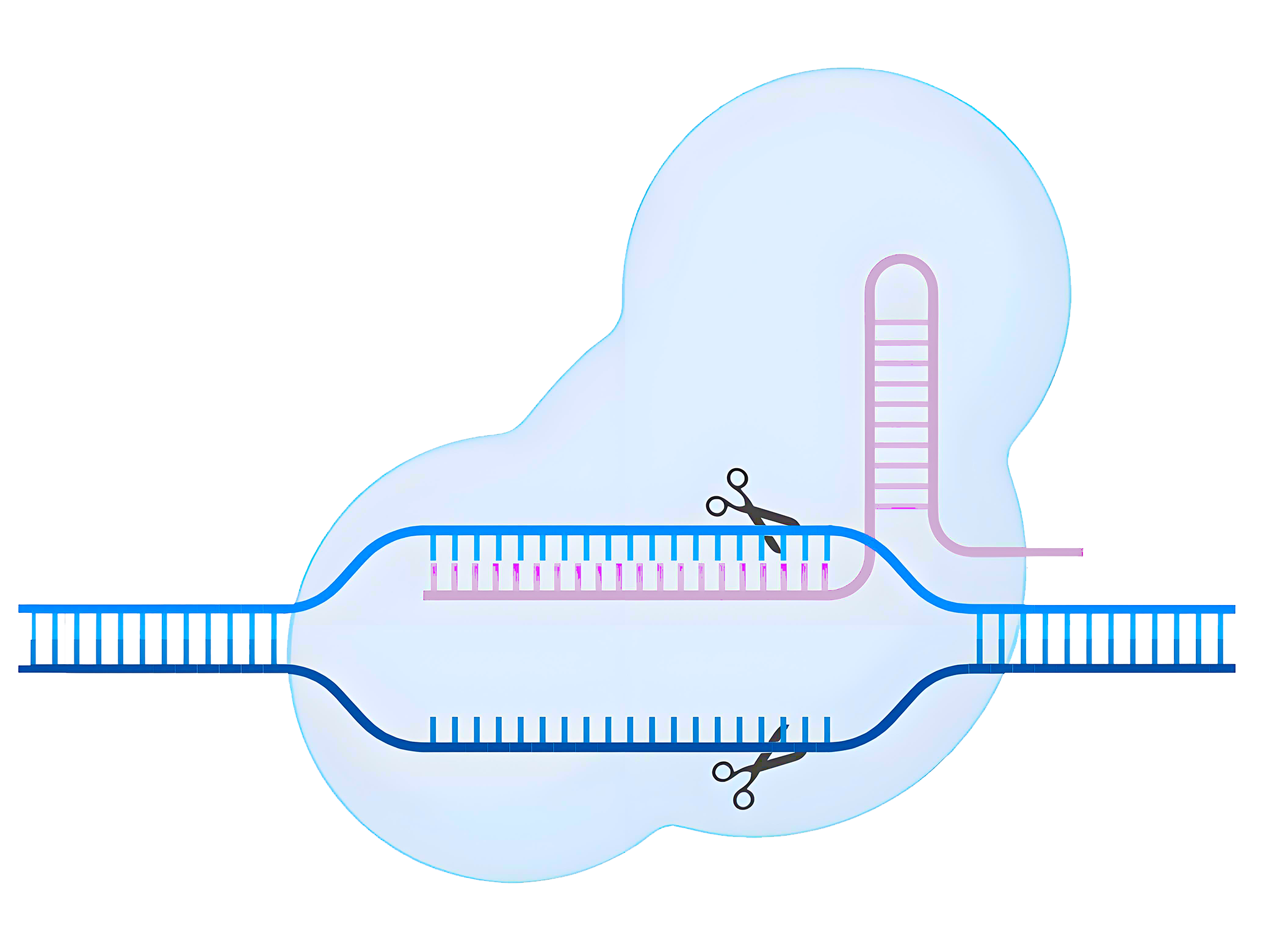 工具酶,重组蛋白,表达菌株,玺拓基因