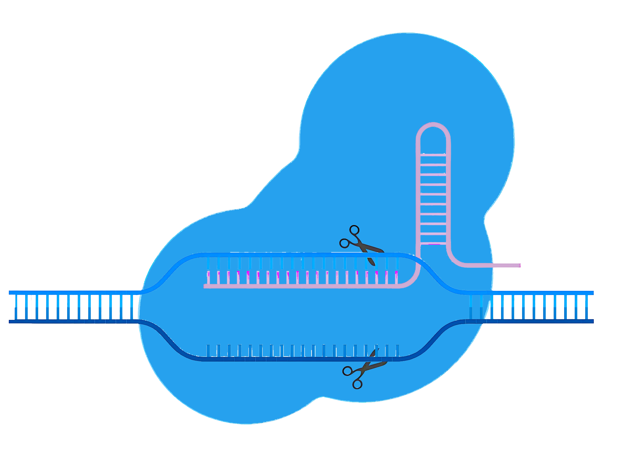 工具酶,重组蛋白,表达菌株,玺拓基因