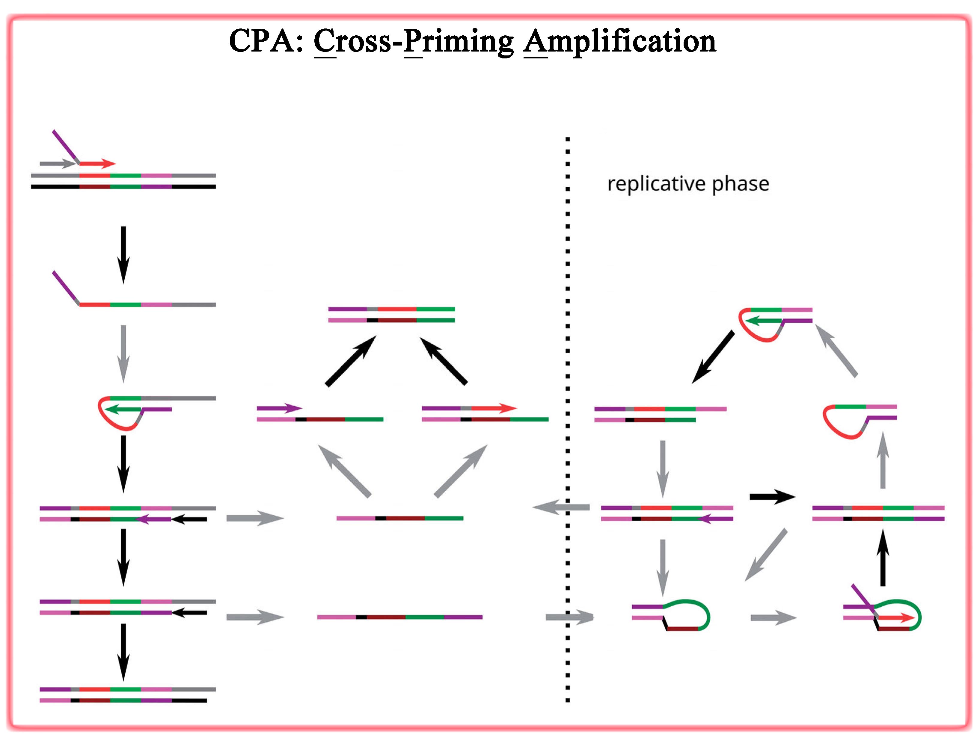 LoopMediated Isothermal Amplification Kit